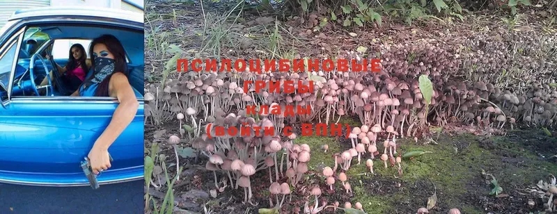 Галлюциногенные грибы Magic Shrooms  Серпухов 